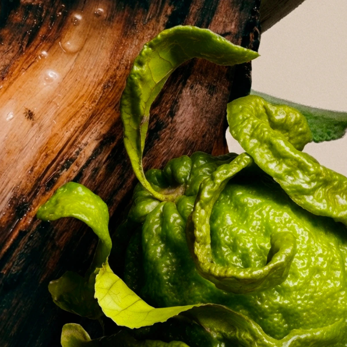 Imagen de diapositiva