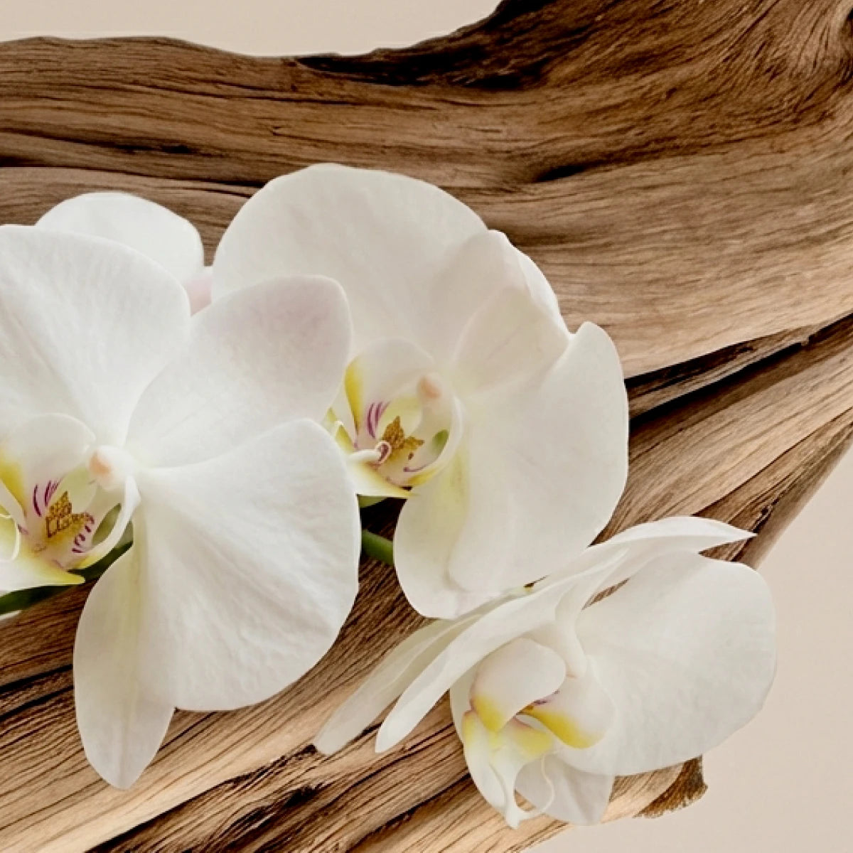 Imagen de diapositiva