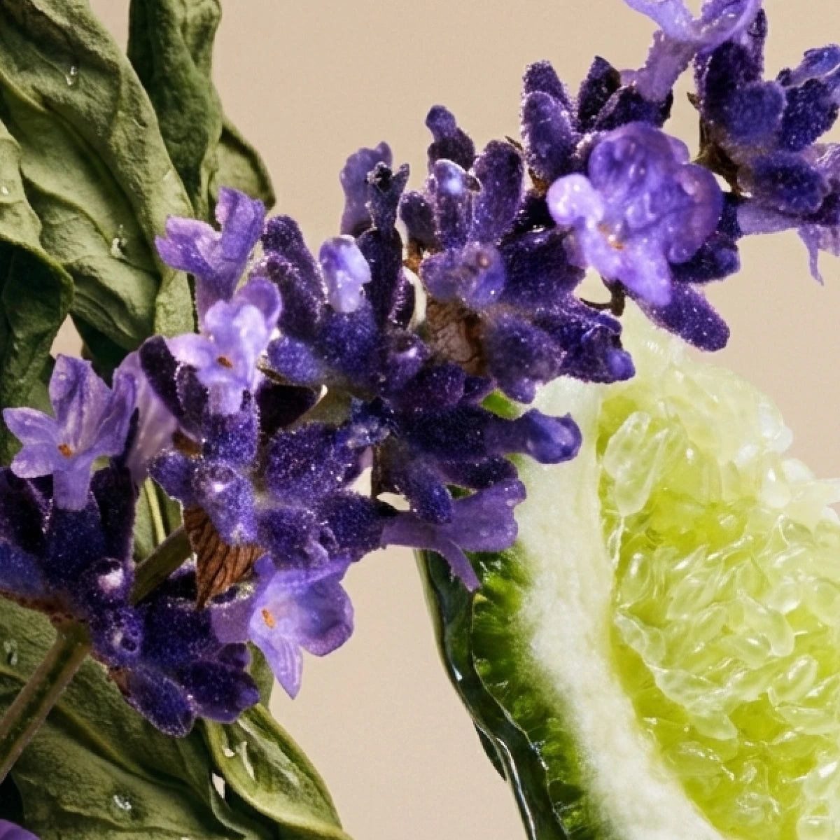 Imagen de diapositiva