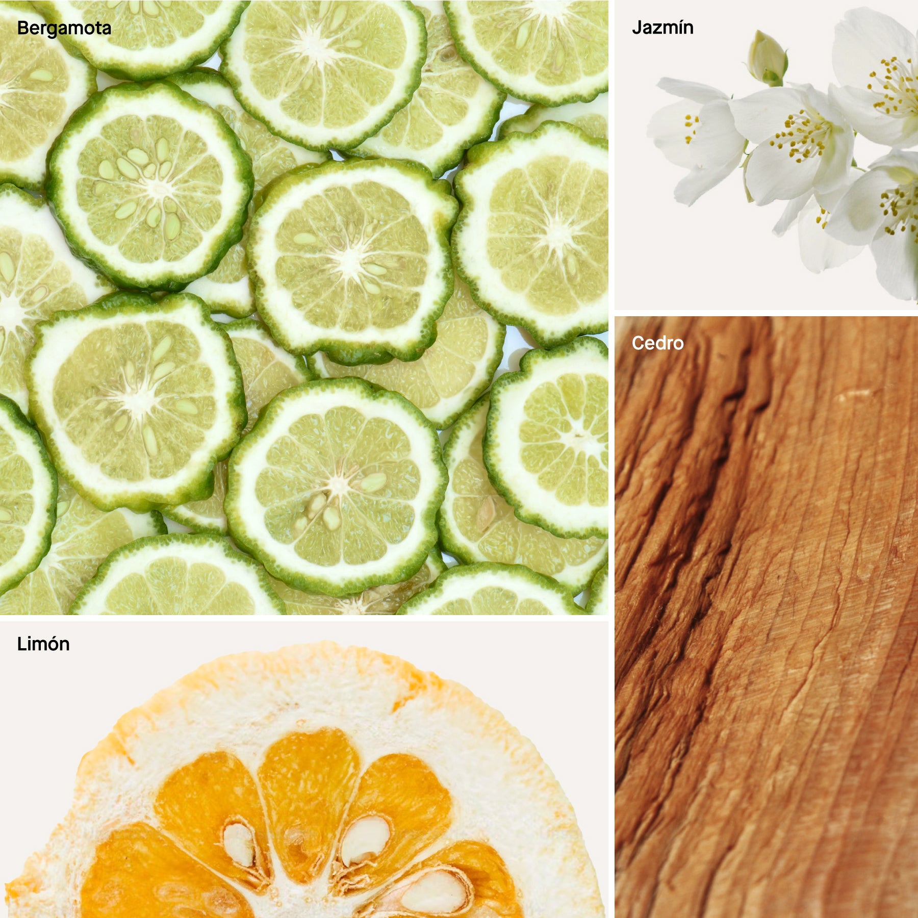 Imagen de diapositiva